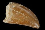 Serrated, Carcharodontosaurus Tooth - Real Dinosaur Tooth #156888-1
